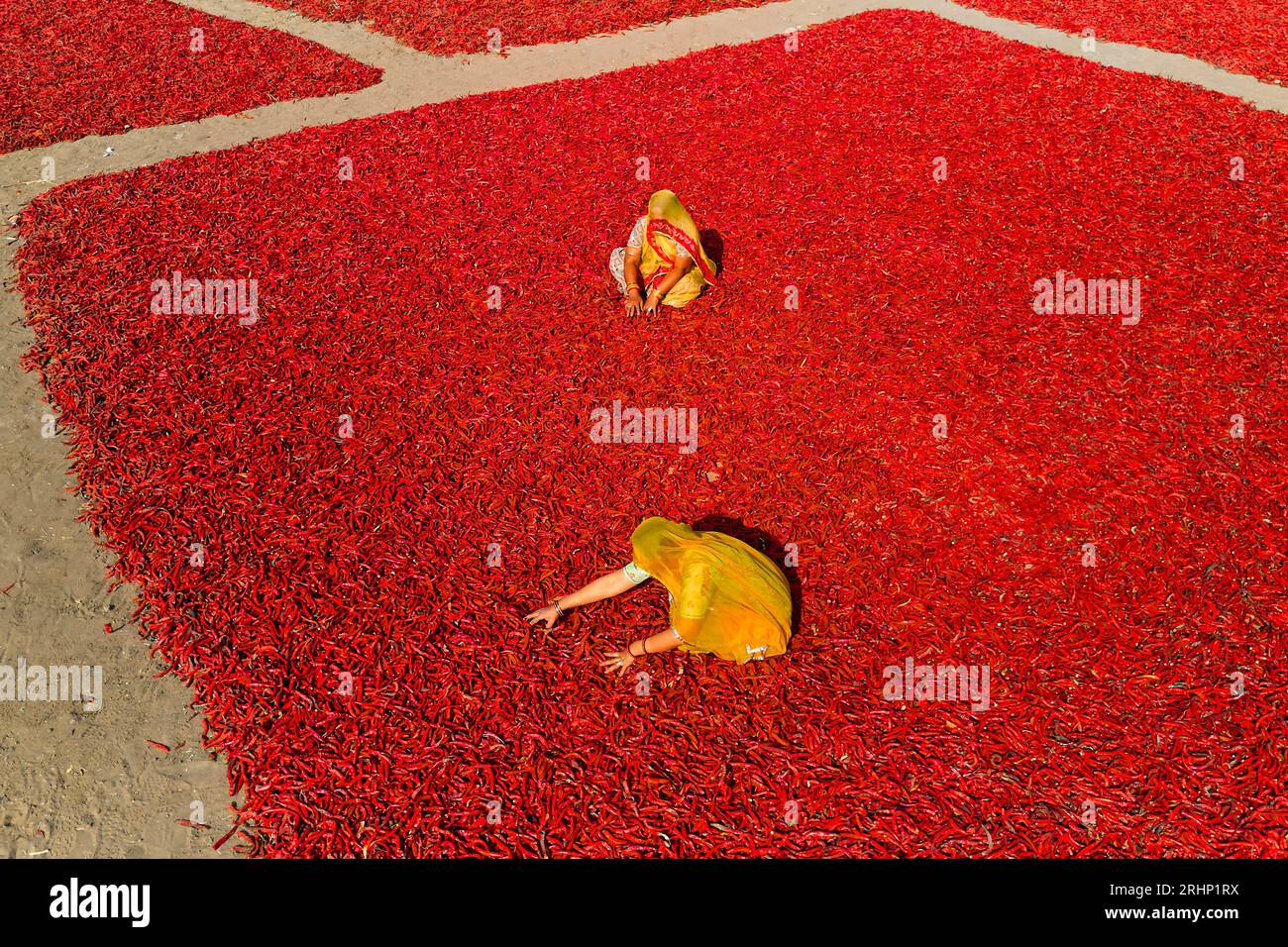 India, Rajasthan, chilli drying and sorting by women Stock Photo - Alamy