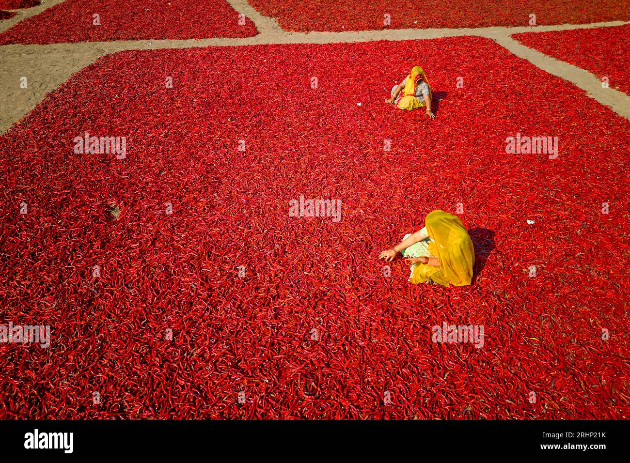 India, Rajasthan, chilli drying and sorting by women Stock Photo - Alamy