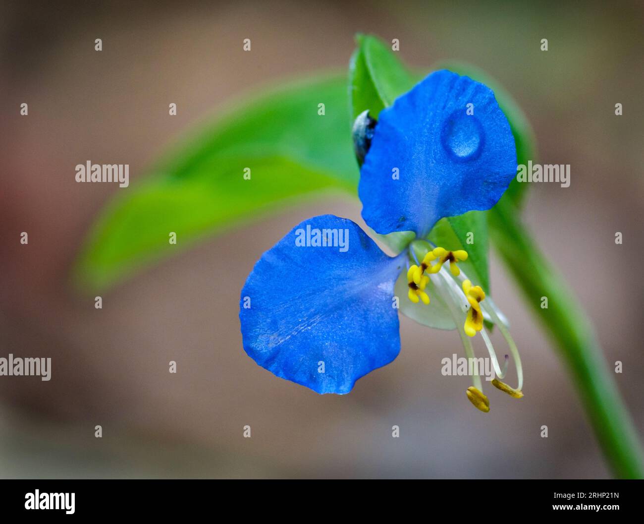 Asiatic dayflower (Commelina communis) - Hall County, Georgia. The small and intricate bloom of a day flower. Stock Photo