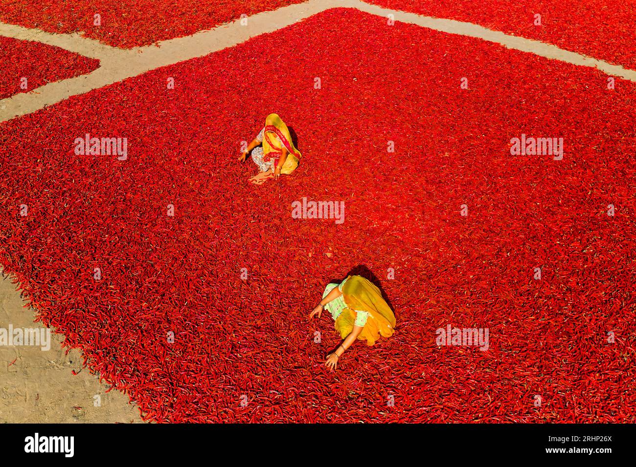 India, Rajasthan, chilli drying and sorting by women Stock Photo - Alamy