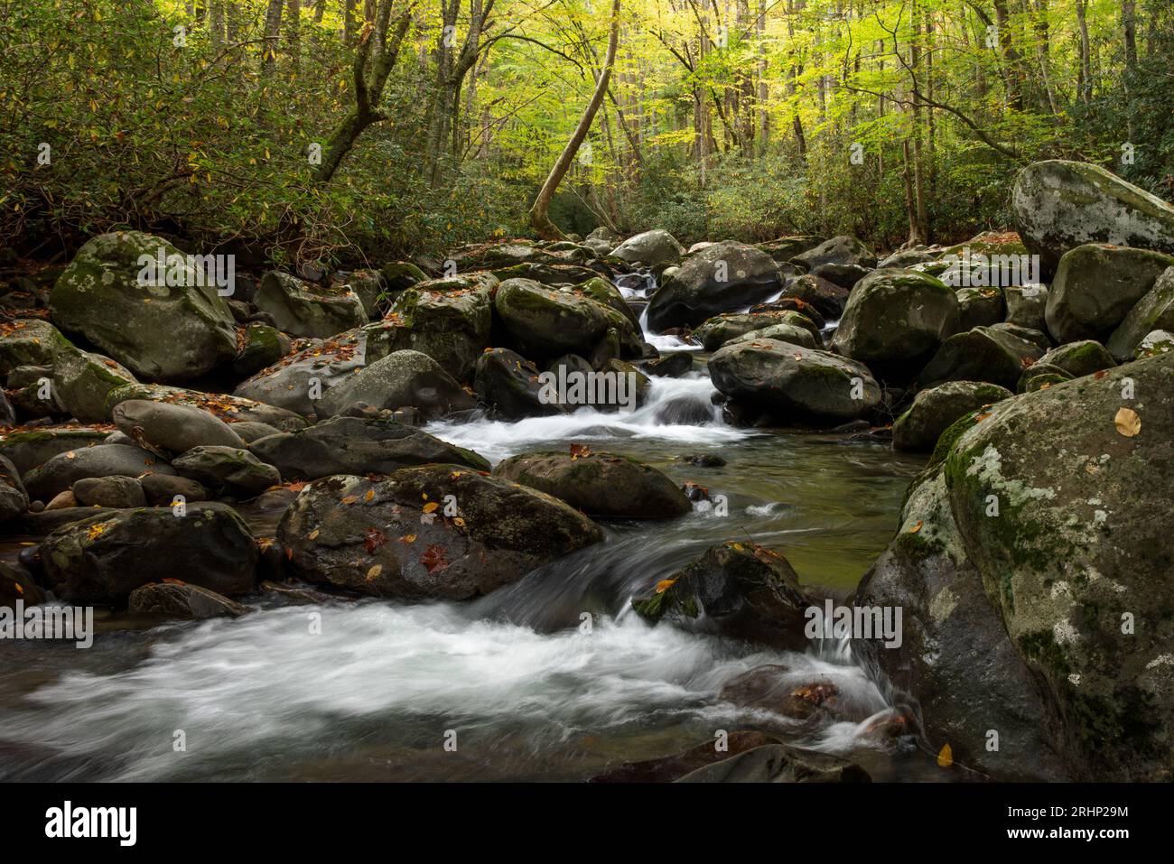 Porters Creek, Great Smoky Mountains National Park - Sevier County 