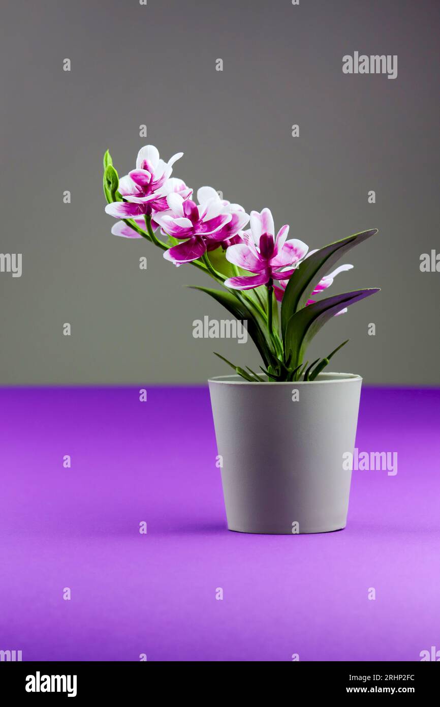 Pink orchid in flower pot on colored violet background. Orchid flower vertical banner with copy space, minimalistic concept. Tropical purple orchid ar Stock Photo