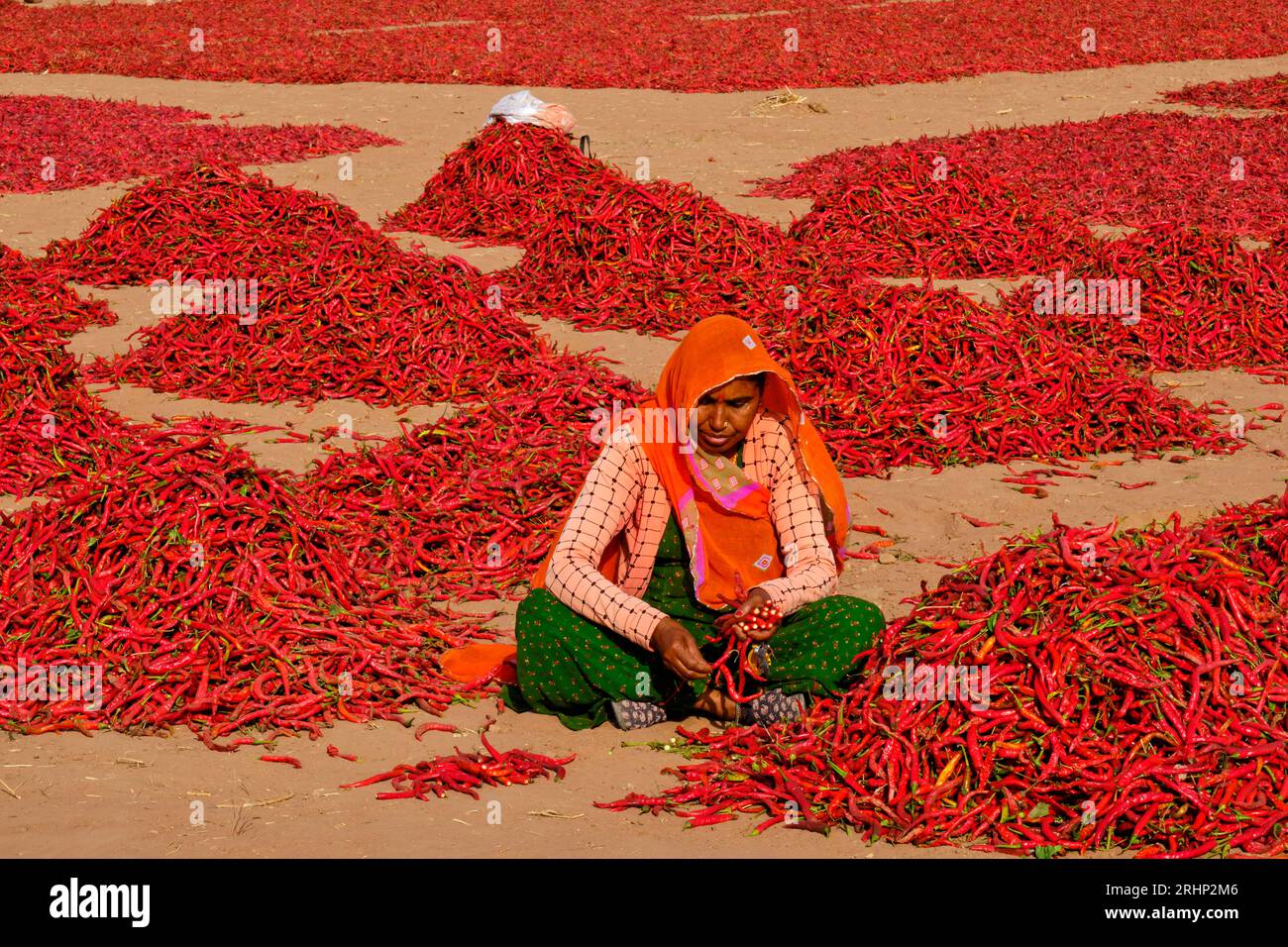India, Rajasthan, chilli drying and sorting by women Stock Photo - Alamy