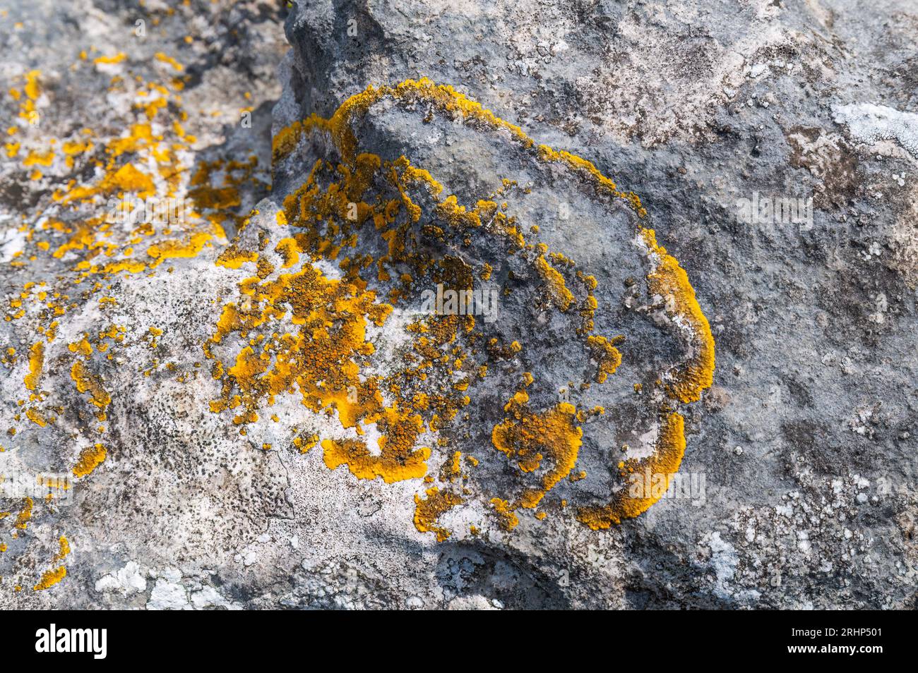Caloplaca Lichen on Limestone Boulders, Holme Park Fell, Cumbria. Stock Photo