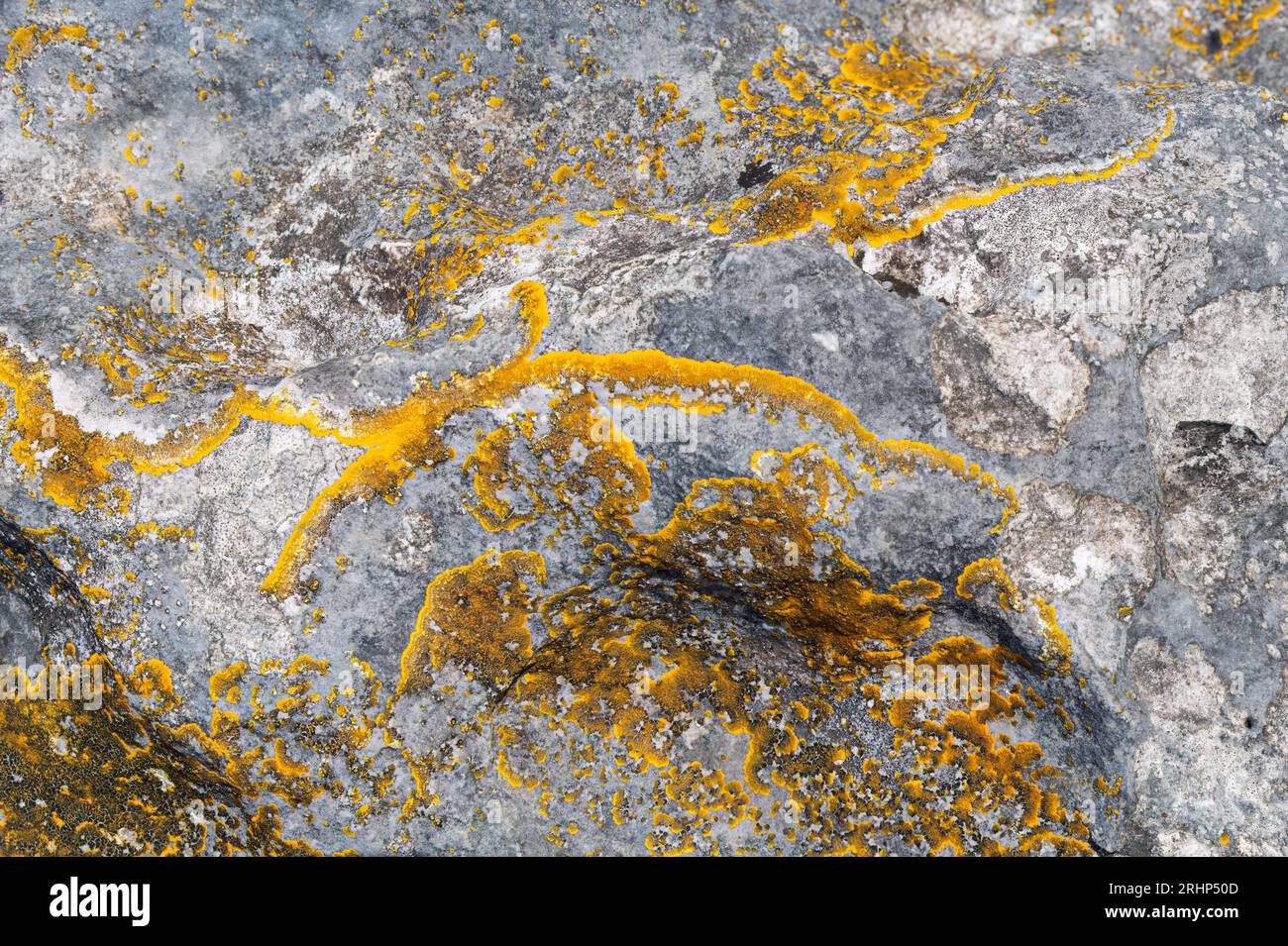 Caloplaca Lichen on Limestone Boulders, Holme Park Fell, Cumbria. Stock Photo