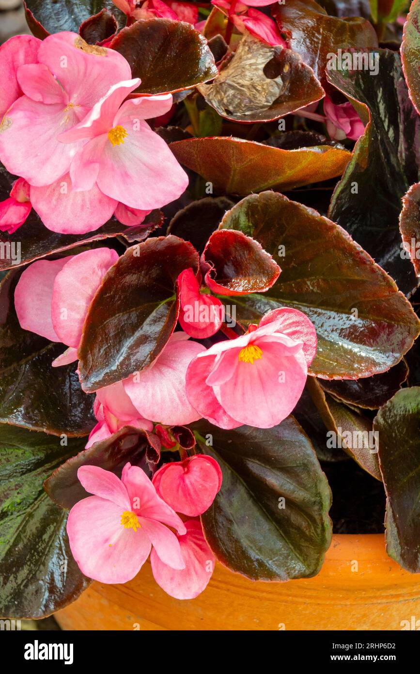 Close up view of leaves and pink petals of Begonia plant, a genus of perennial flowering plants in the family Begoniaceae. Stock Photo