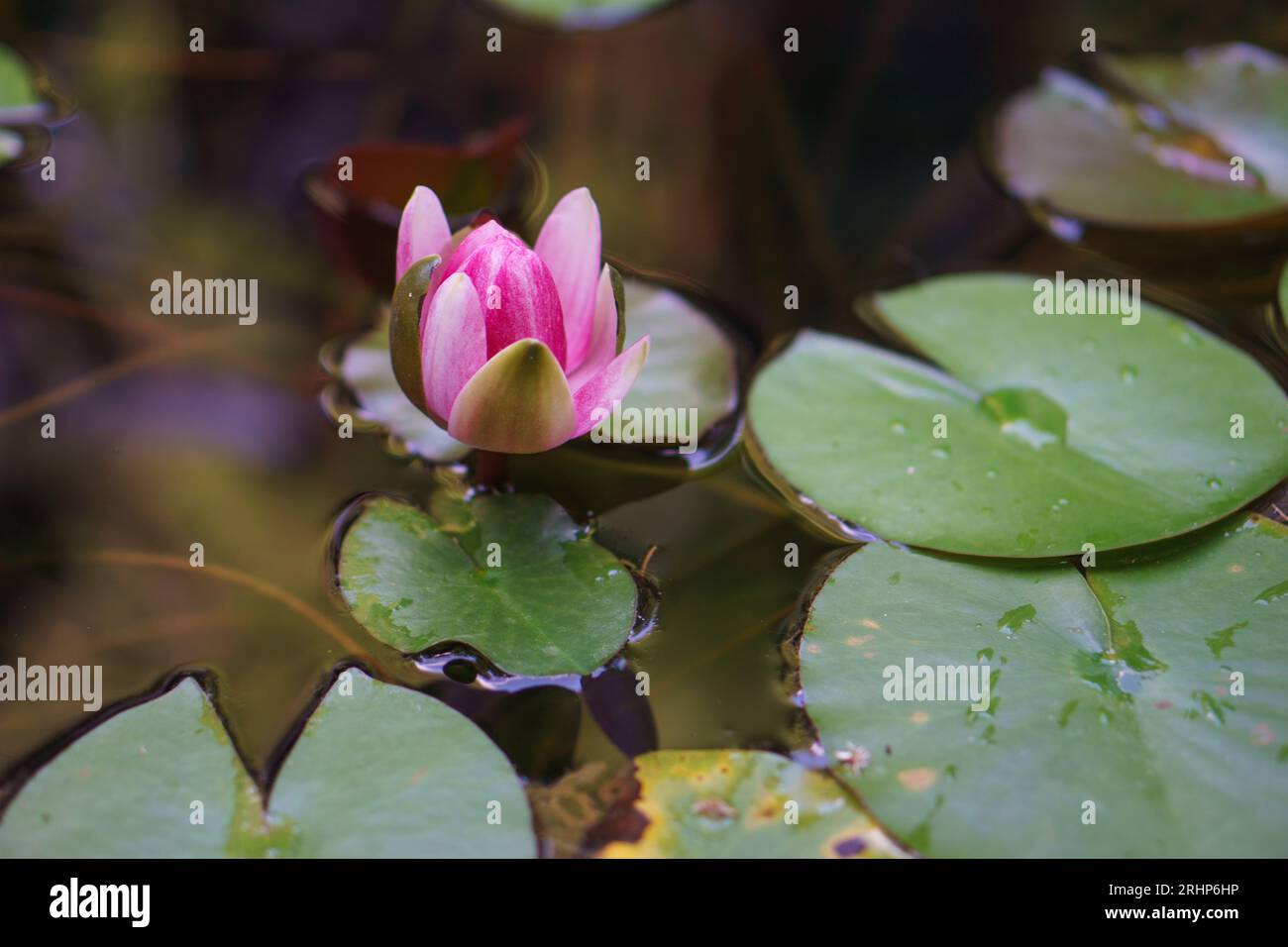 Pink water lily blooming on a pond, surrounded by water leaves Stock Photo