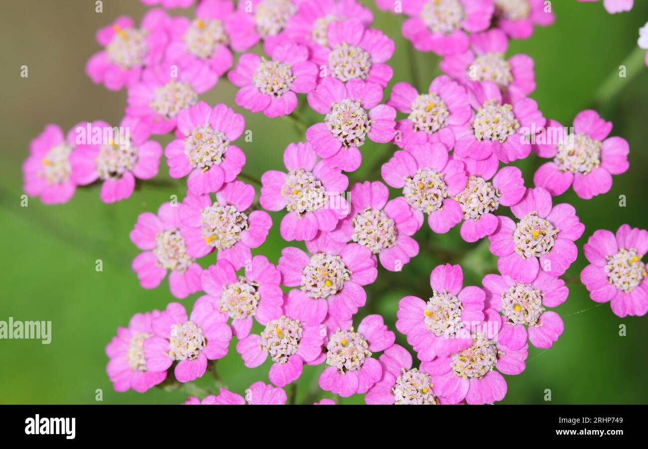 A close up of the pink flowers of Achillea 'Colorado' Stock Photo
