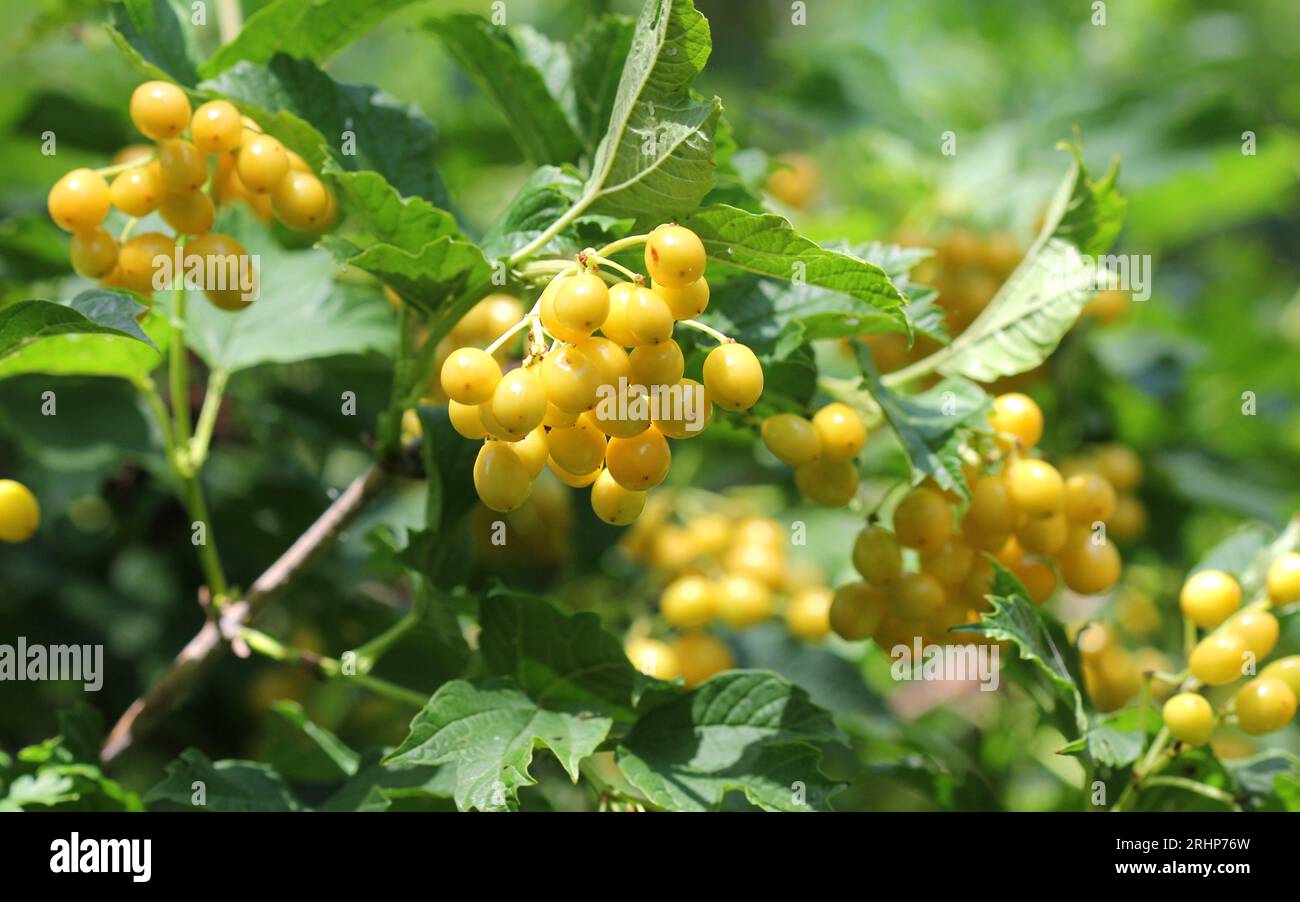 The yellow berries of Viburnum opulus 'Xanthocarpum' Stock Photo