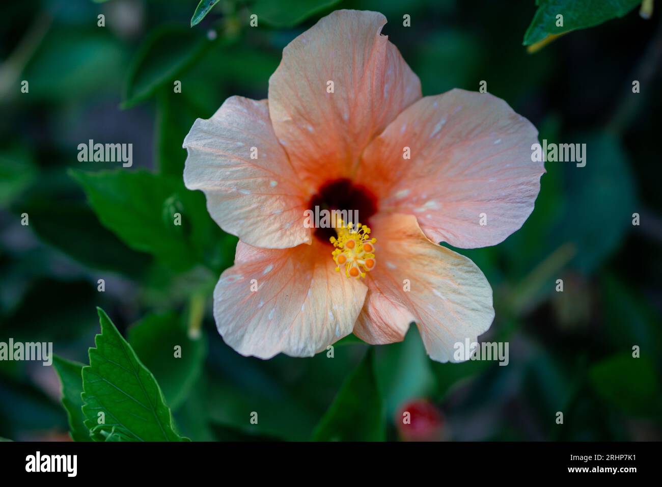 Orange hibiscus flower on a green leaves background. Another white flower can be seen at the back, and other blossoms. Stock Photo