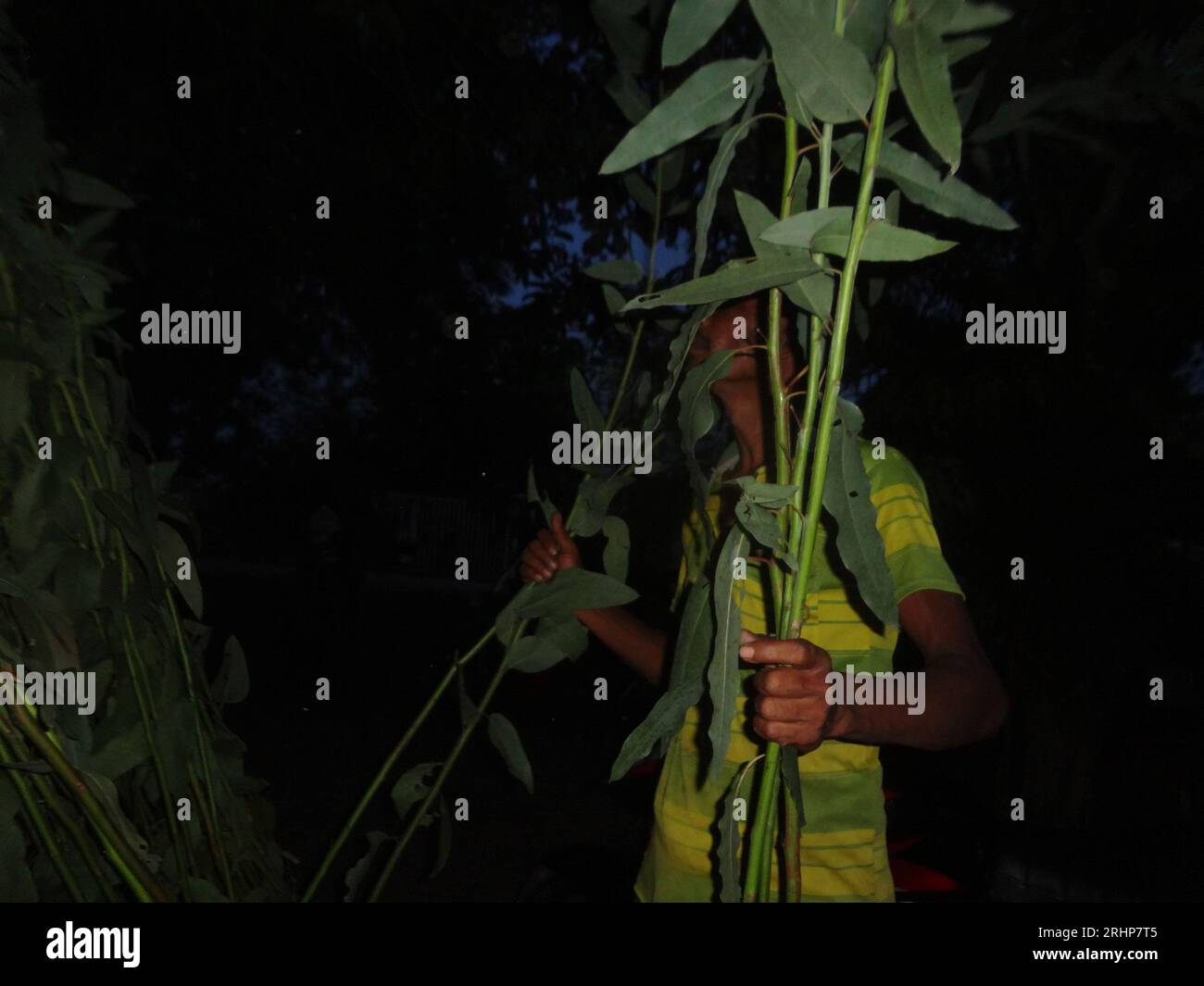 Naogaon, Bangladesh. 18th Aug, 2023. A man buys eucalyptus trees from the Rangamati weekly