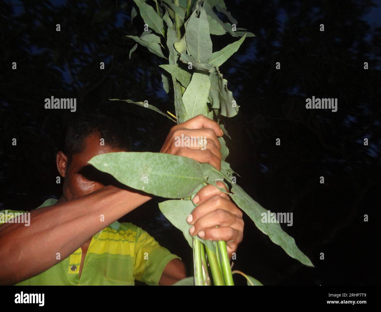 Naogaon, Bangladesh. 18th Aug, 2023. A man buys eucalyptus trees from the Rangamati weekly