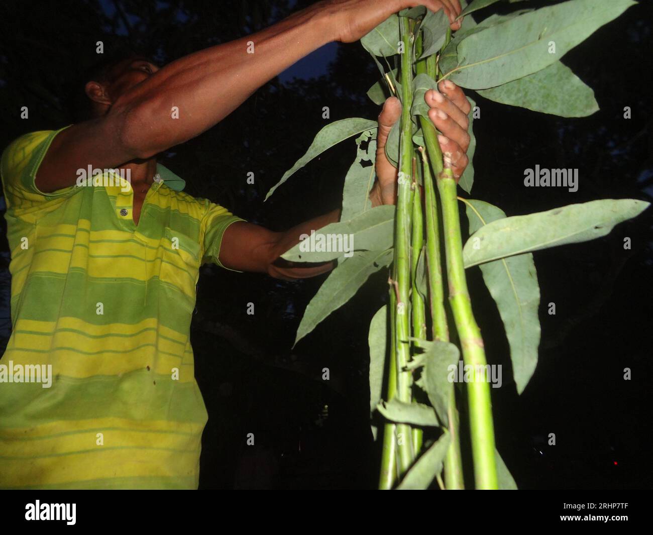 Naogaon, Bangladesh. 18th Aug, 2023. A man buys eucalyptus trees from the Rangamati weekly