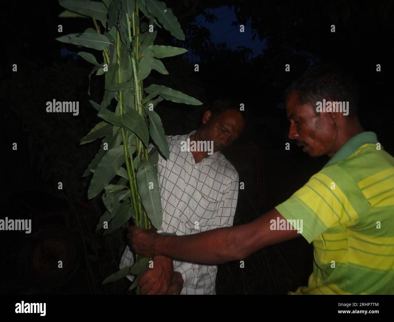 Naogaon, Bangladesh. 18th Aug, 2023. A man buys eucalyptus trees from the Rangamati weekly