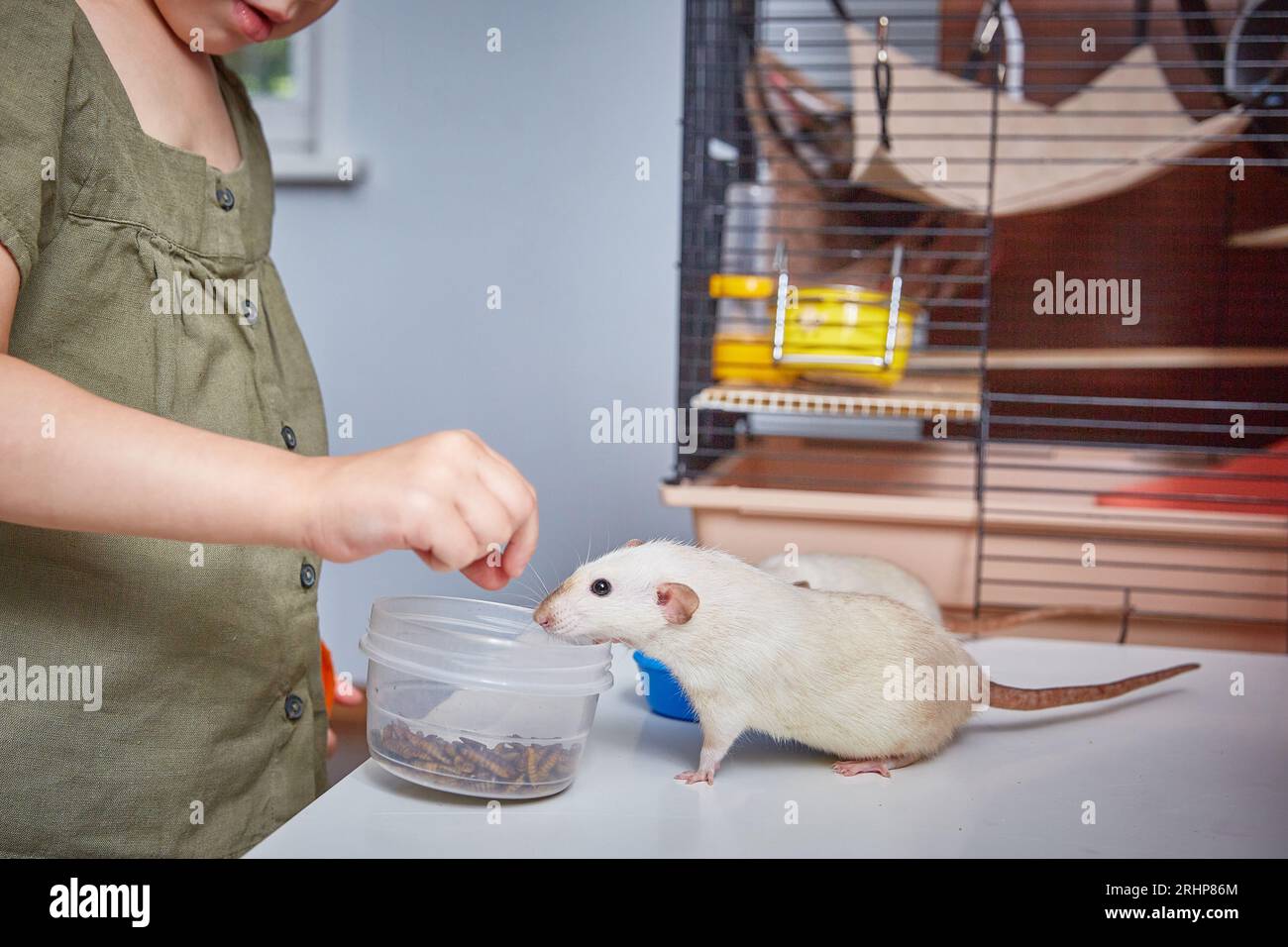 A child feeds rats with dried zophobas larvae. The concept of feeding