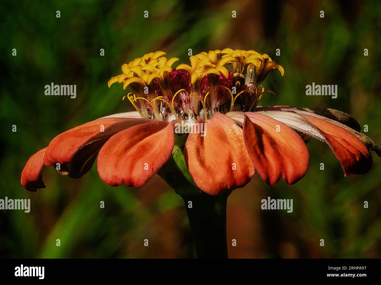 A Zinnia flower opens up Stock Photo Alamy