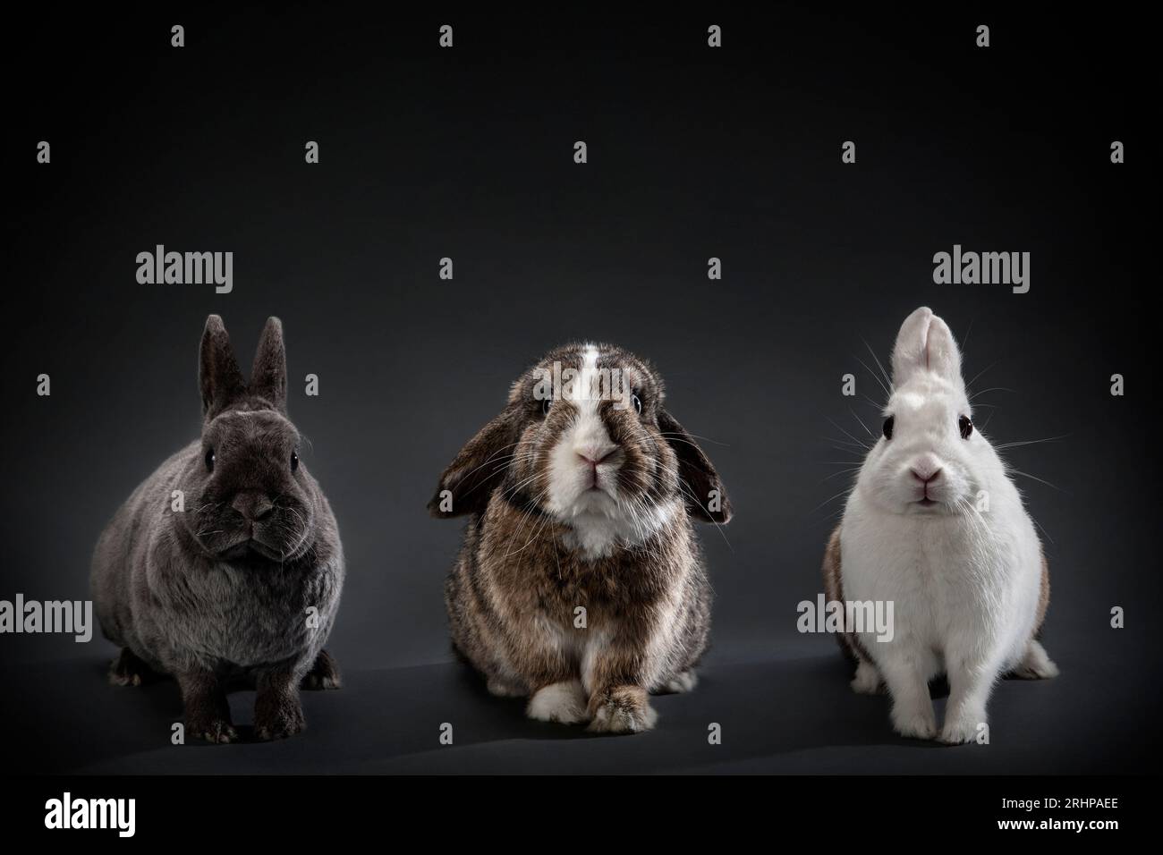 Group shot rabbit Stock Photo