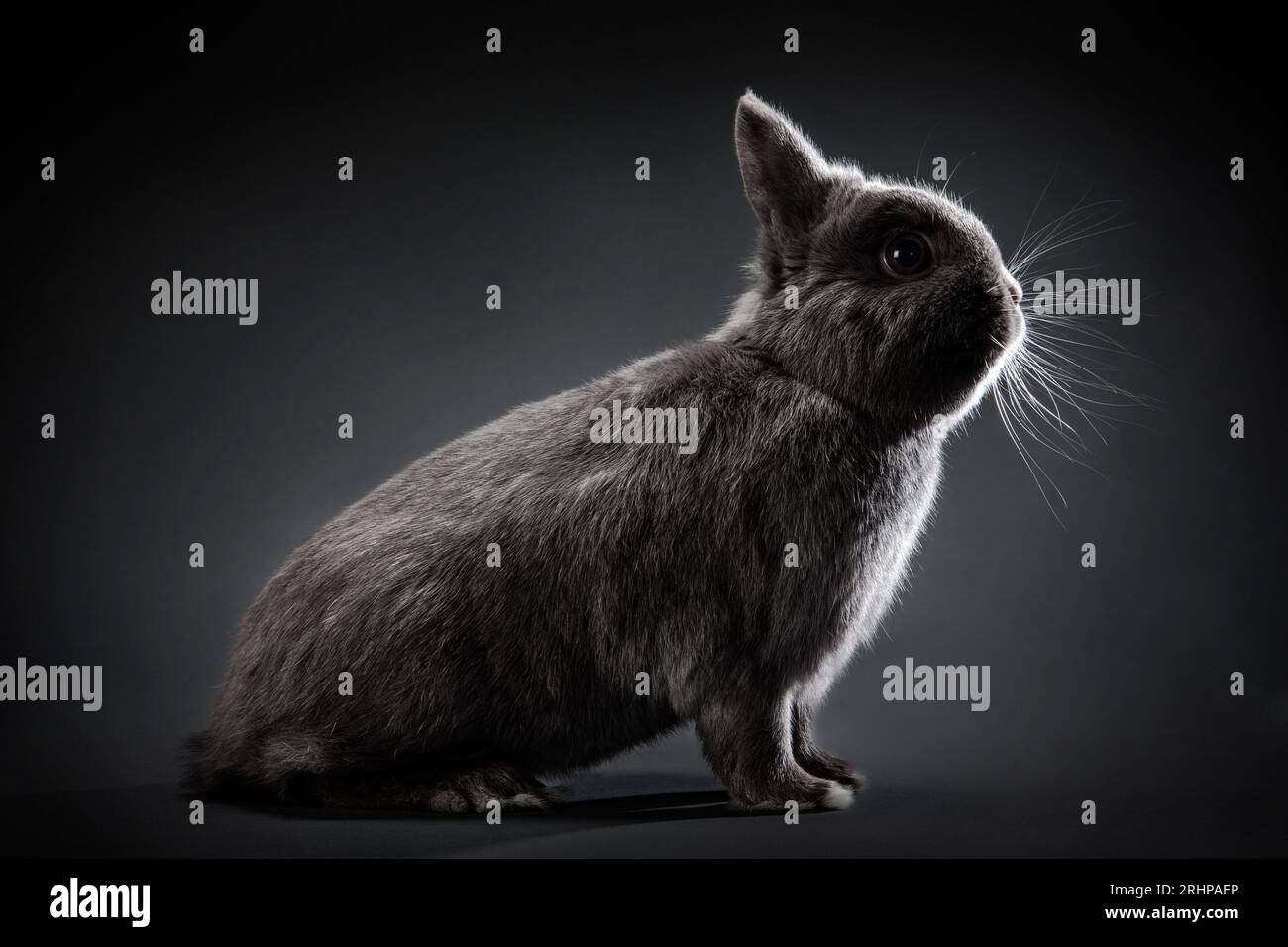 Rabbits rabbit shooting hi-res stock photography and images - Alamy