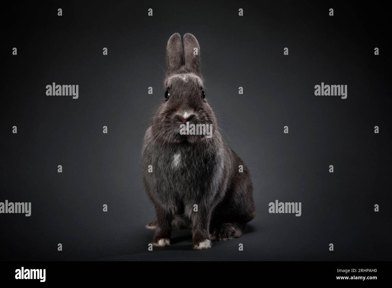 Rabbits rabbit shooting hi-res stock photography and images - Alamy