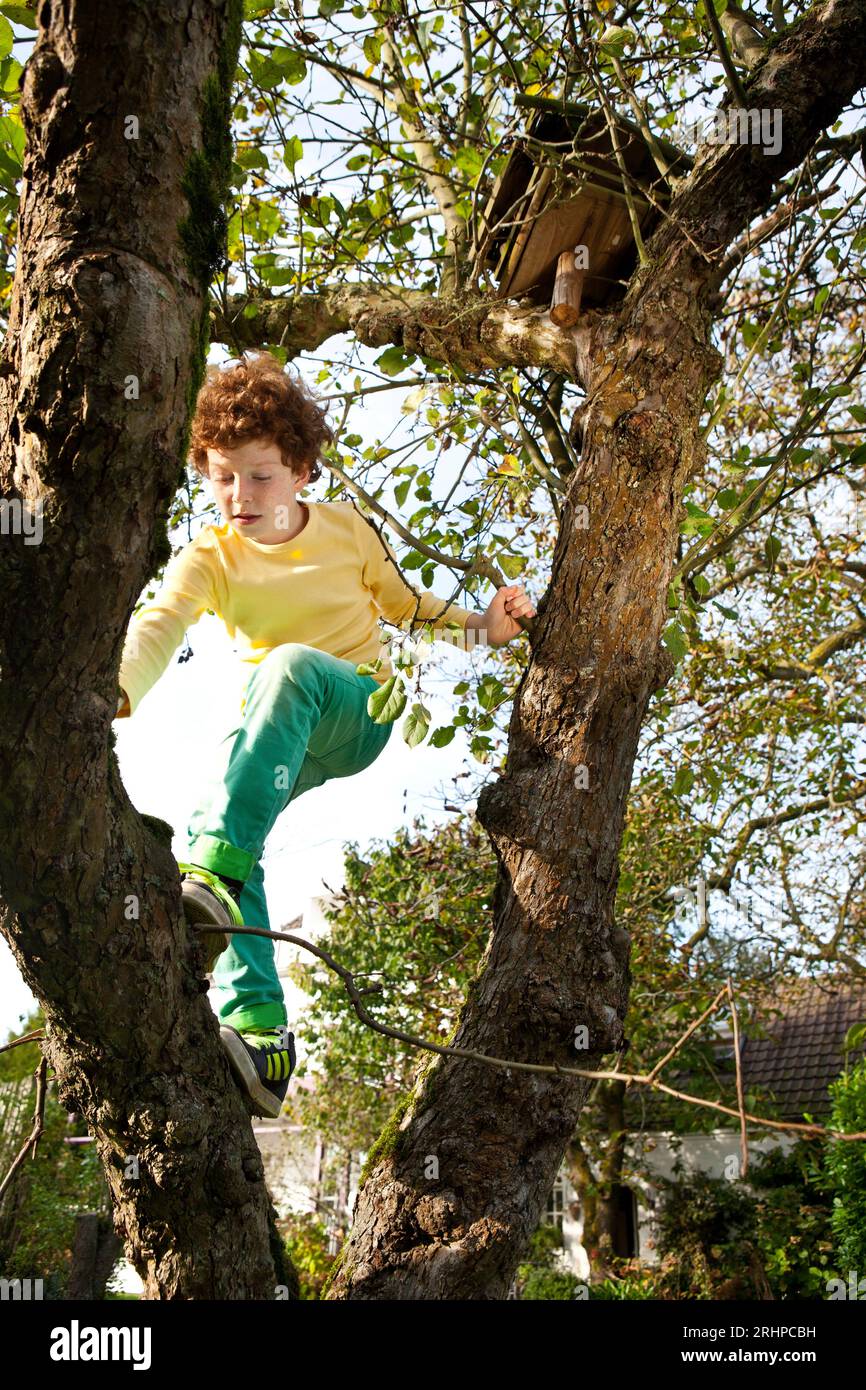 Boy climbs tree Stock Photo