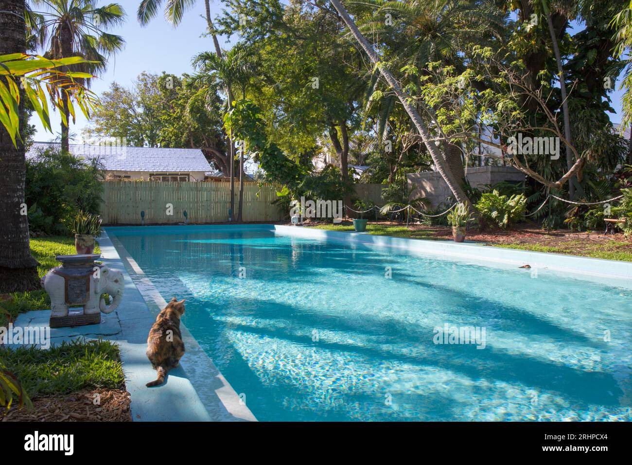 Key West, Florida, USA. View across swimming pool in grounds of the Ernest Hemingway Home and Museum, Old Town, polydactyl cat at water's edge. Stock Photo