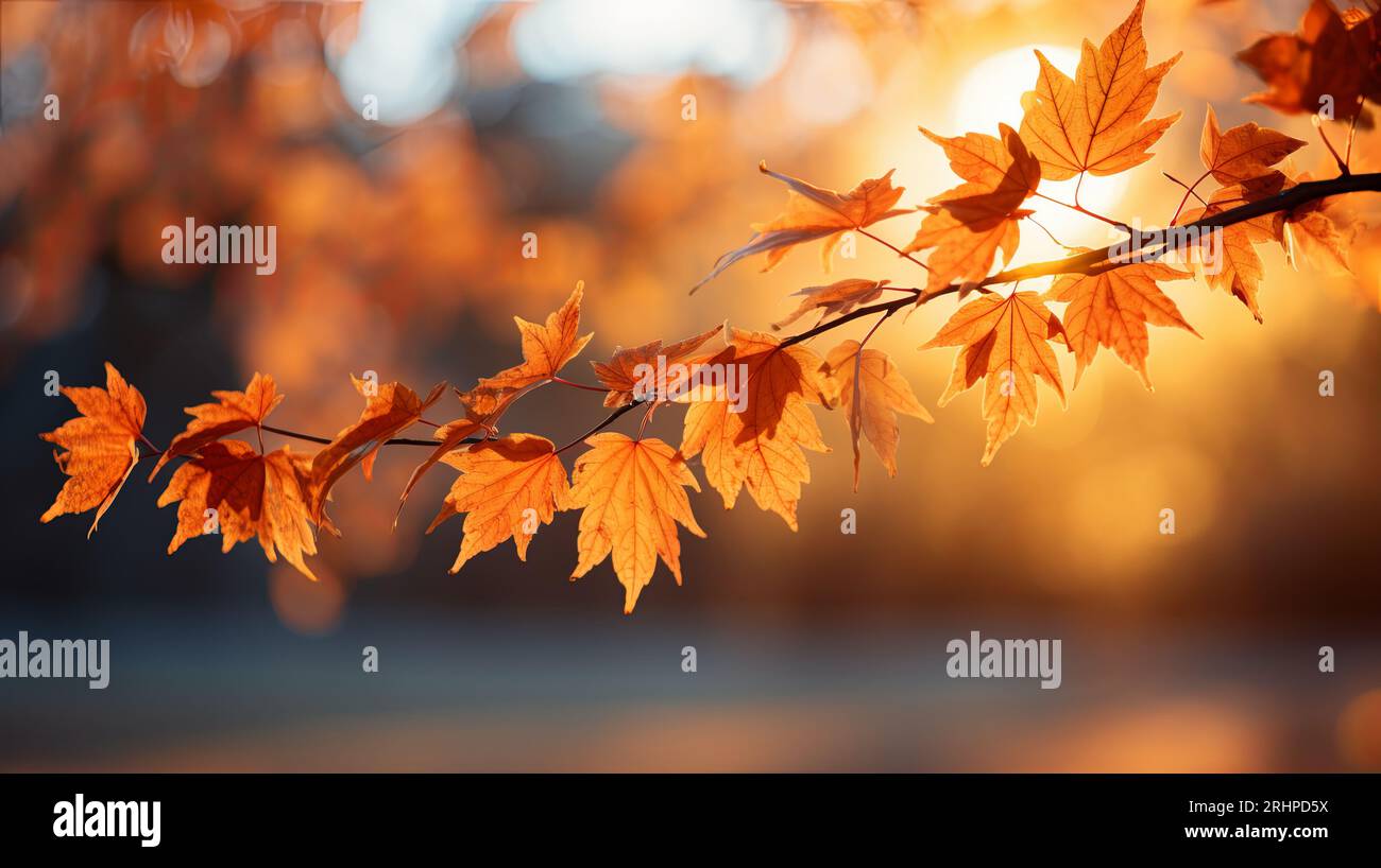 Closeup of leaves on a branch in autumn. autumn background Stock Photo ...