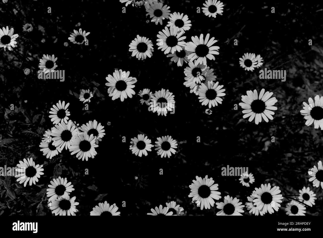 White medicinal chamomile flowers Black and White Stock Photos & Images ...