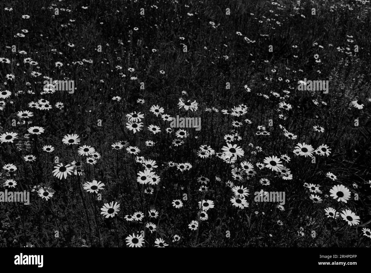 White medicinal chamomile flowers Black and White Stock Photos & Images ...