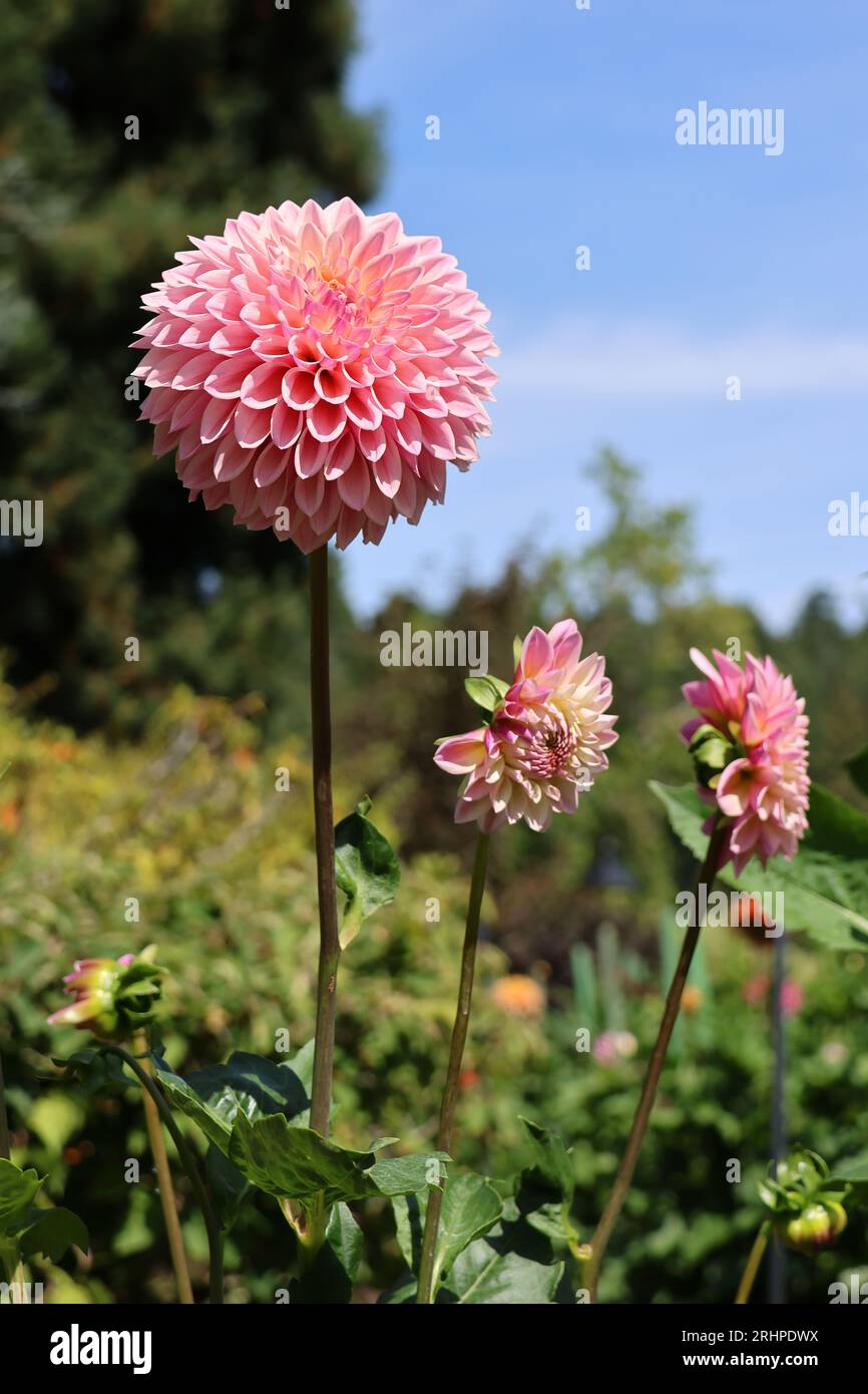Pink ball dahlias hi-res stock photography and images - Alamy