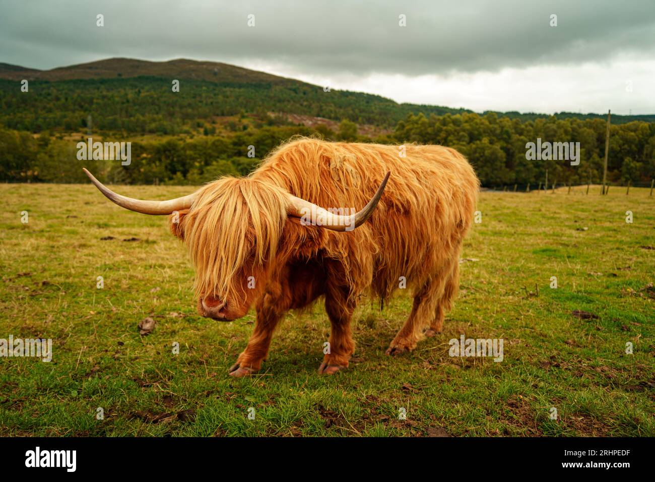 Close up view of highland cattle long hair with horns grazing in the ...