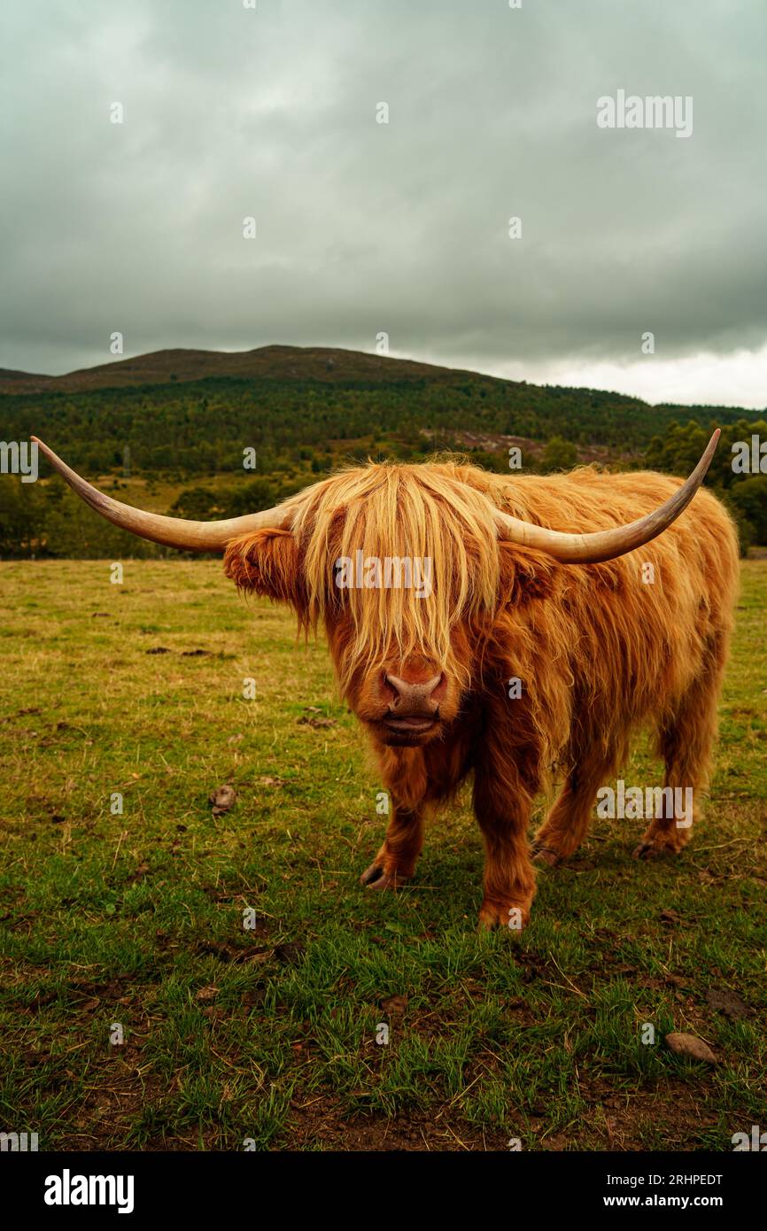 Close up view of highland cattle long hair with horns grazing in the ...