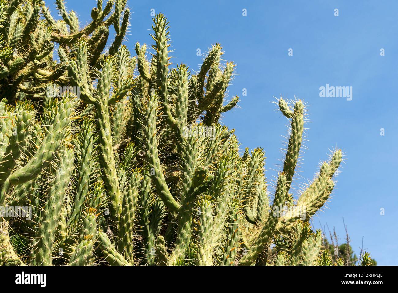 Spain, Andalusia, Granada, Sacromonte, cacti, Austrocylindropuntia subulata Stock Photo