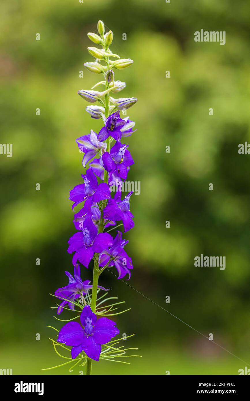 Flower of common field delphinium (Consolida regalis), Delphinium consolida, field delphinium, medicinal plant Stock Photo