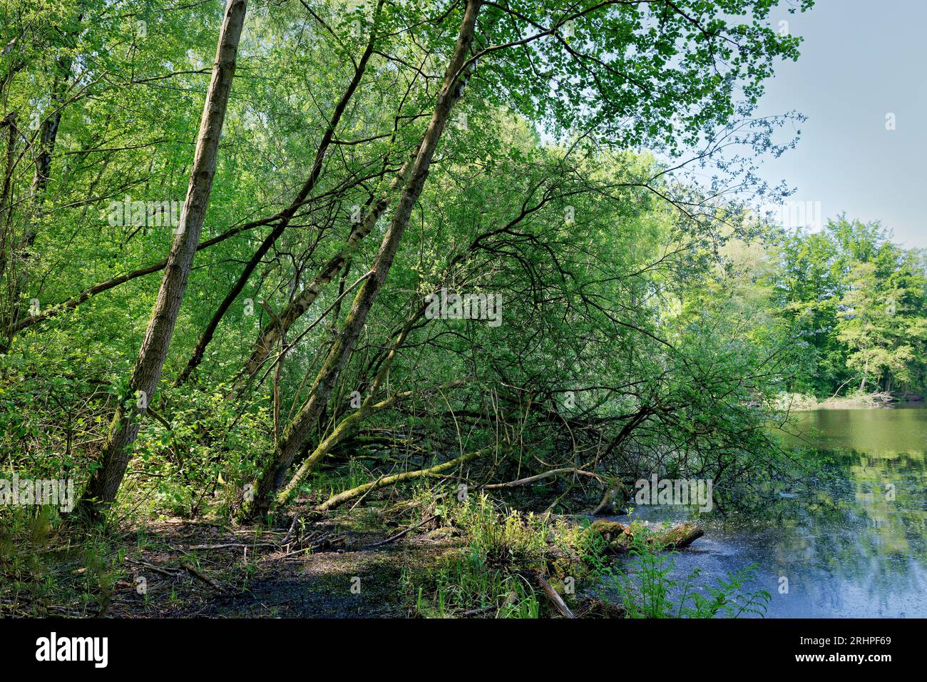 Conservation reduction hires stock photography and images Alamy