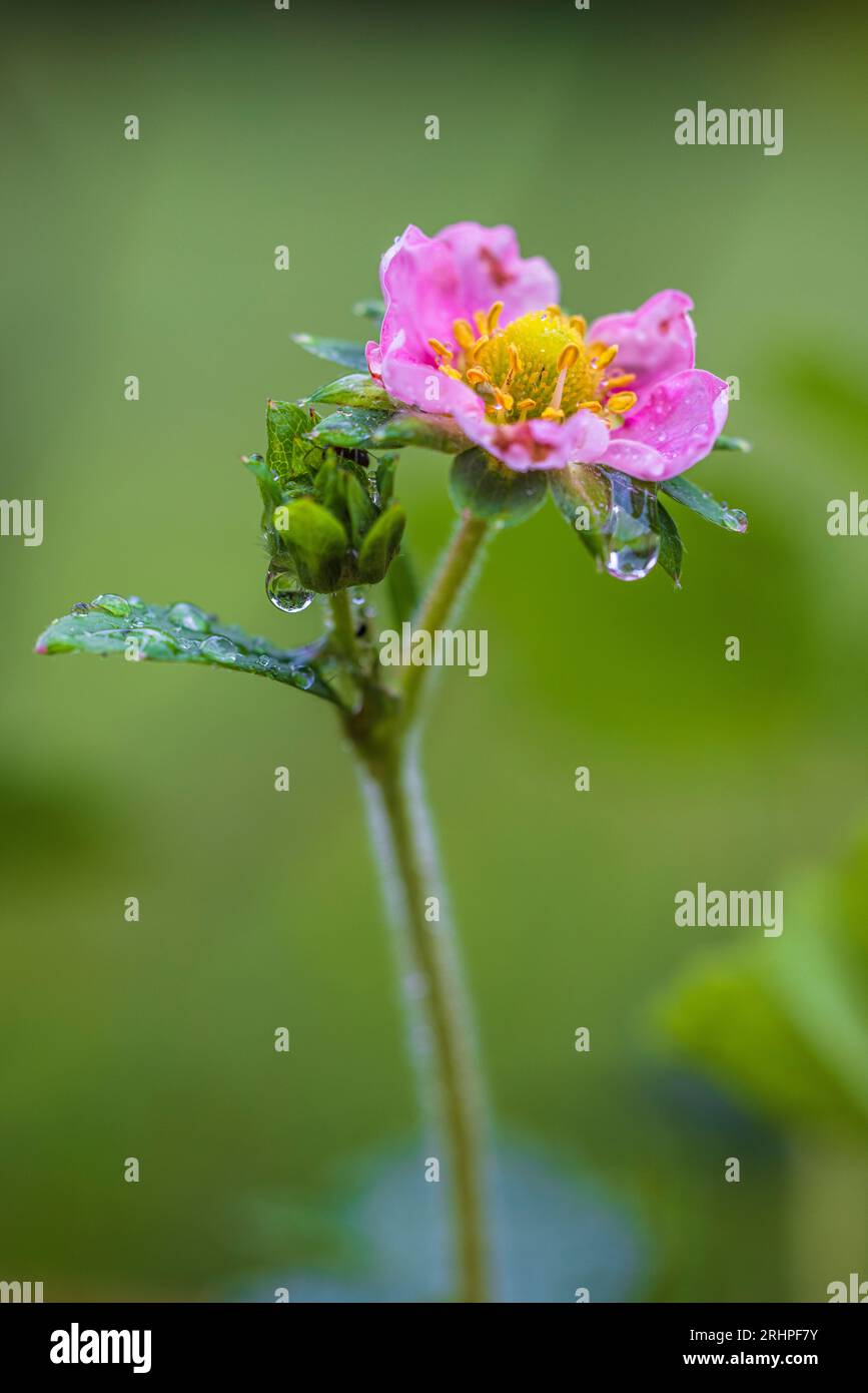 Pink strawberry flower, garden strawberry, Fragaria ananassa with water ...