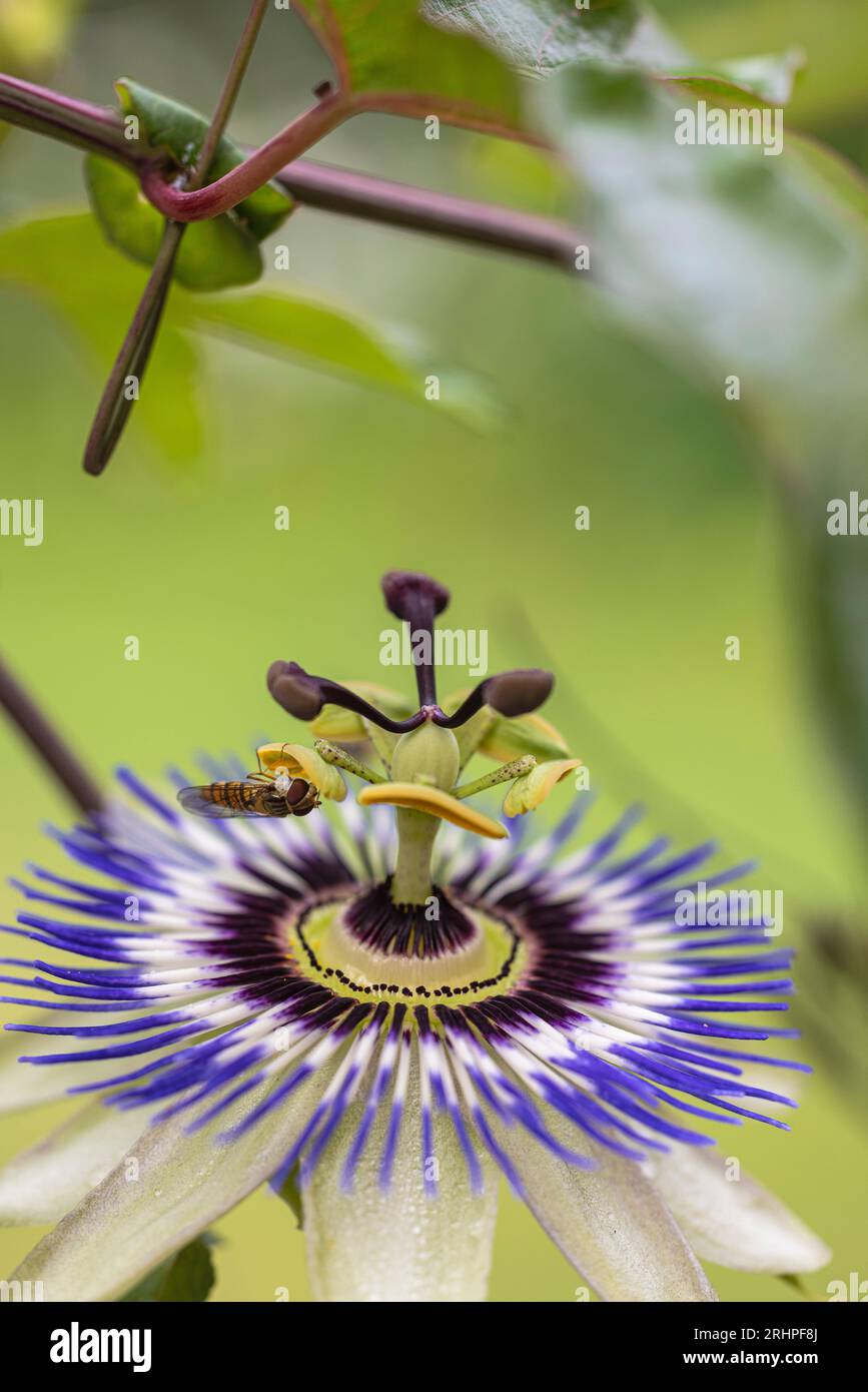 Blue passion flower, (Passiflora caerulea), flower, close up Stock