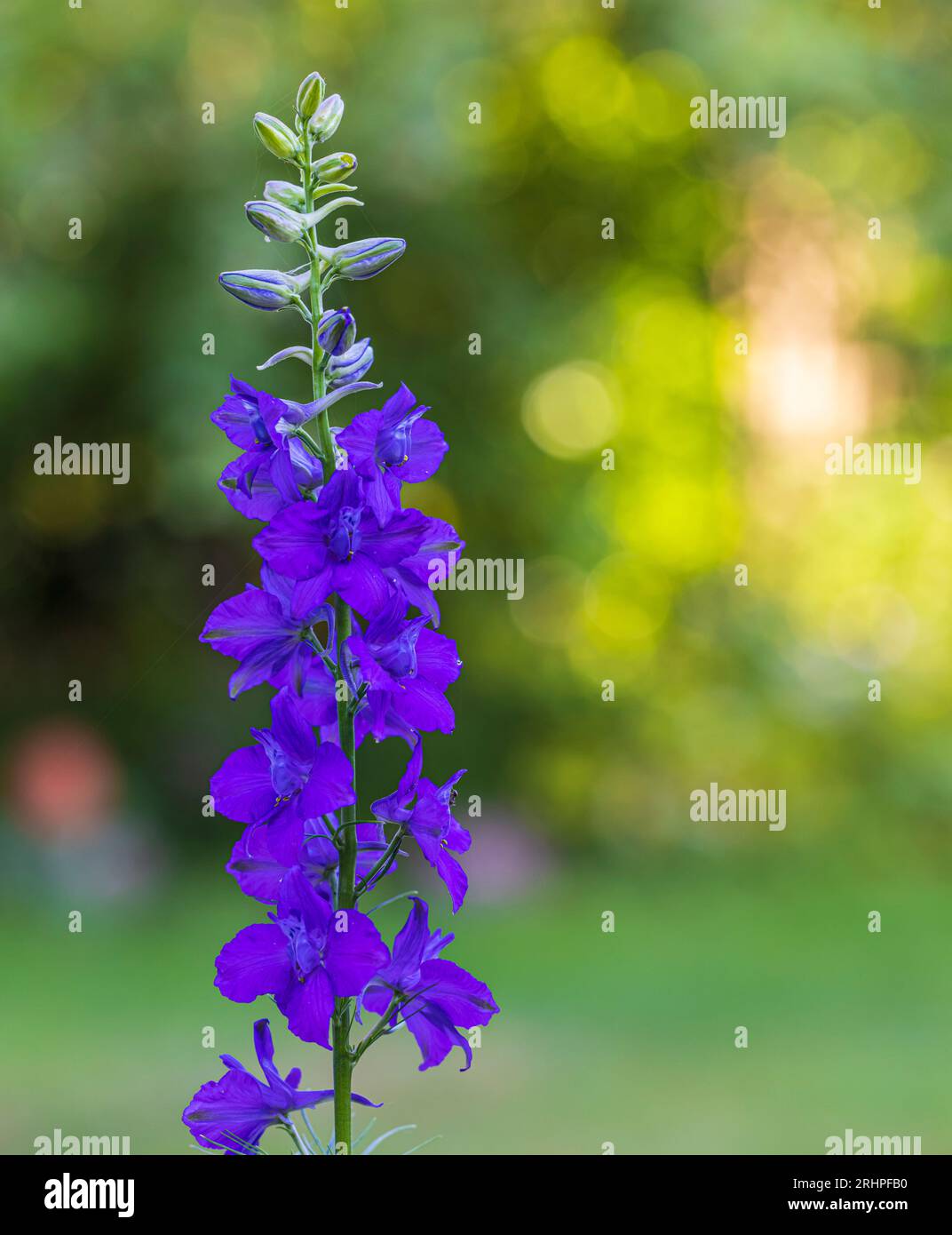 Flower of common field delphinium (Consolida regalis), Delphinium consolida, field delphinium, medicinal plant Stock Photo