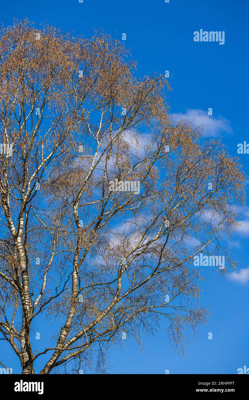 Birch tree against bright blue sky Stock Photo - Alamy