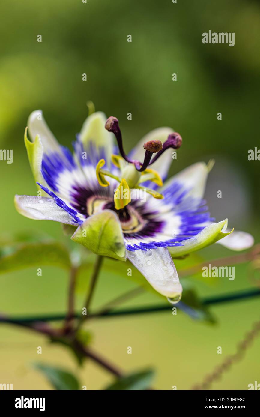Blue passion flower, (Passiflora caerulea), flower, close up Stock