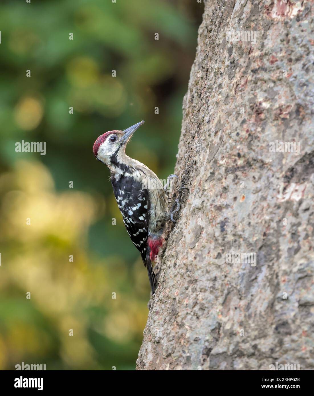 fulvous-breasted woodpecker is a species of bird in the family Picidae. It is found in Bangladesh, Bhutan, Nepal, India and Myanmar. Stock Photo