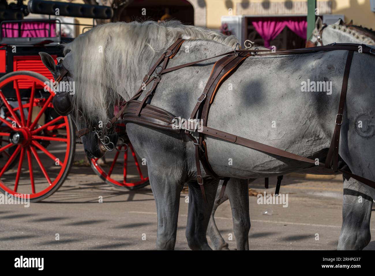 Witness Spain's rich cultural mosaic at the Malaga Fair. Horses, riders, and flamenco create a mesmerizing tableau, drawing visitors to this annual An Stock Photo