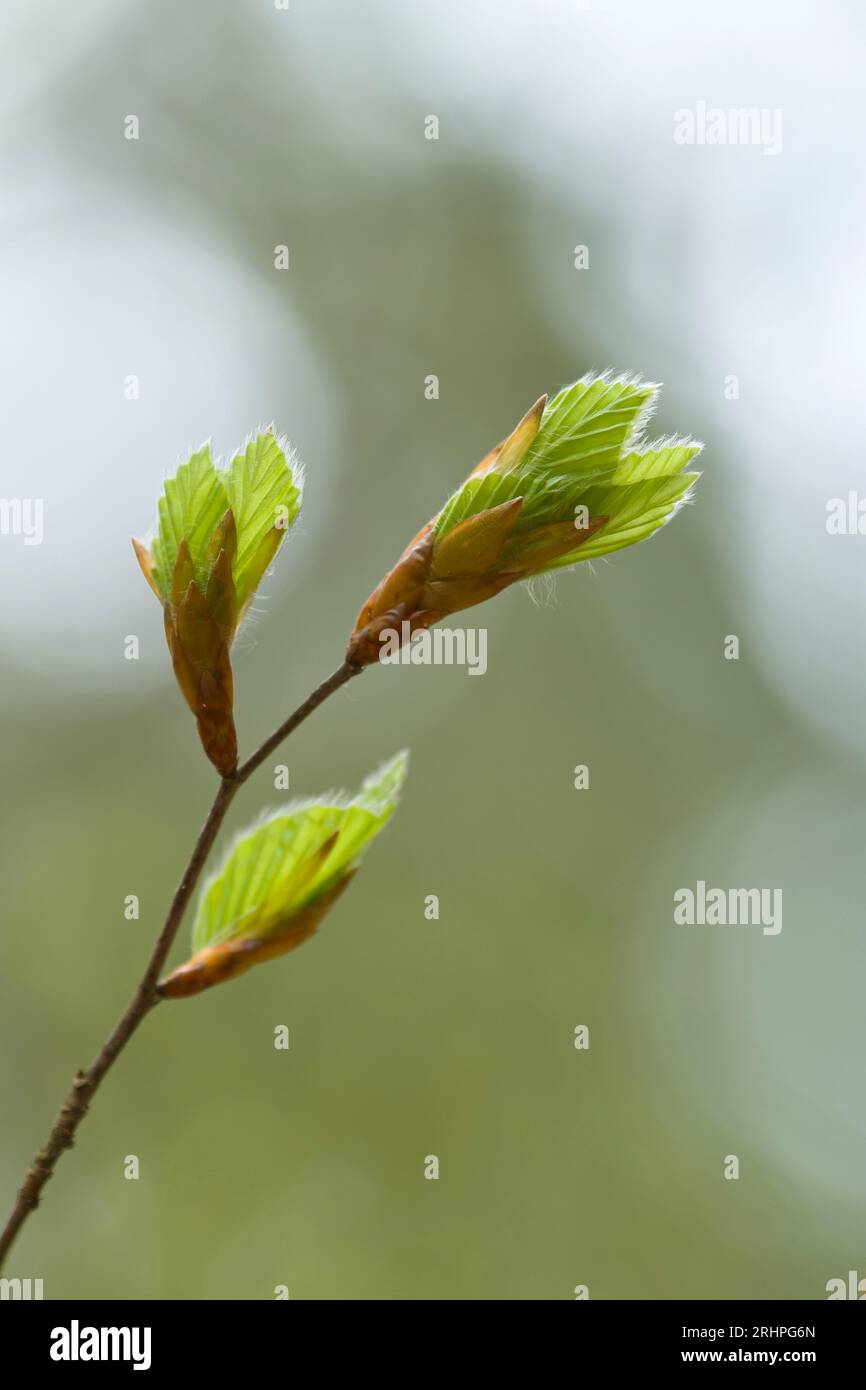 young unfolding leaves of copper beech in spring, Pfälzerwald Nature Park, Pfälzerwald-Nordvogesen Biosphere Reserve, Rhineland-Palatinate, Germany Stock Photo