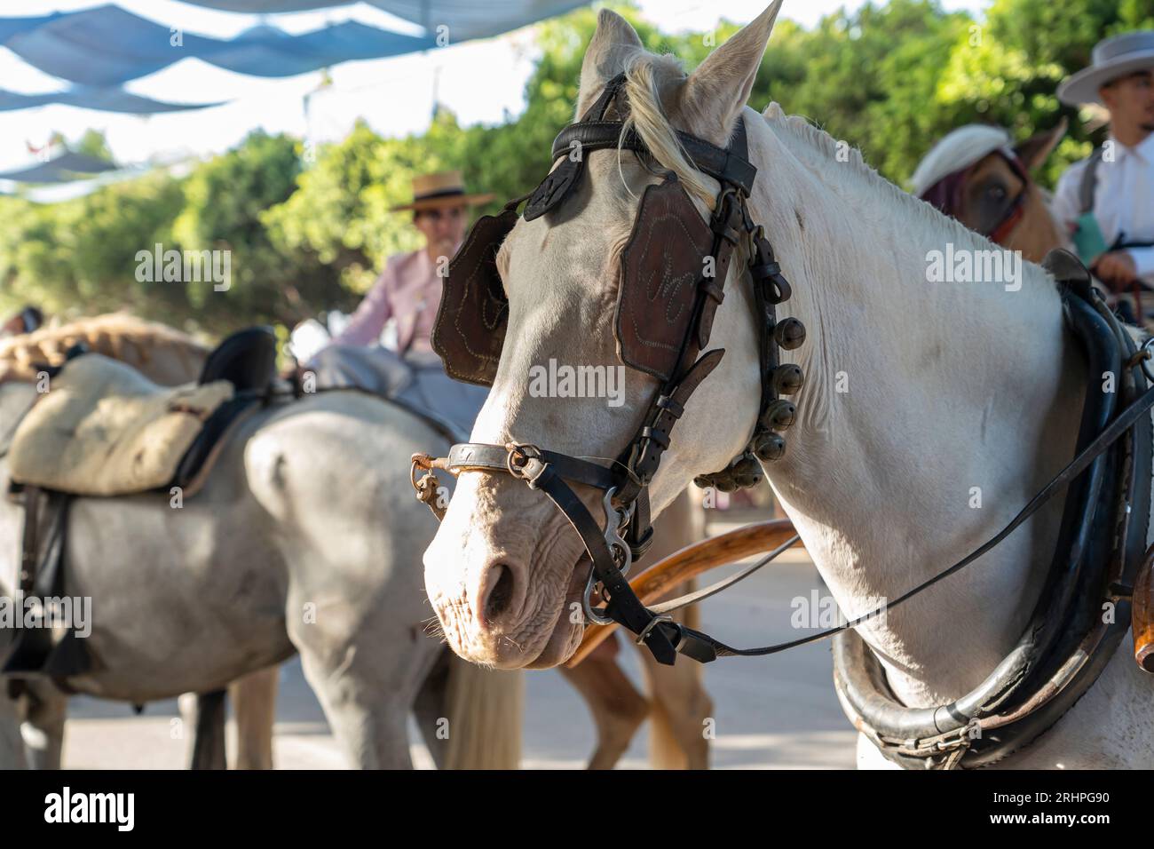 Equestrian artistry on display, horses perform dressage in the vibrant setting of Malaga Fair, a gem of Spanish tradition and festivity Stock Photo