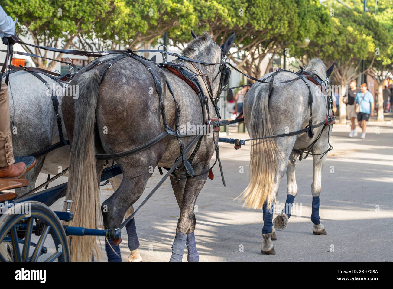 Celebrating Spanish culture, traditional horses dance in Malaga's iconic summer fair, showcasing equestrian excellence in the heart of Andalusia. Stock Photo