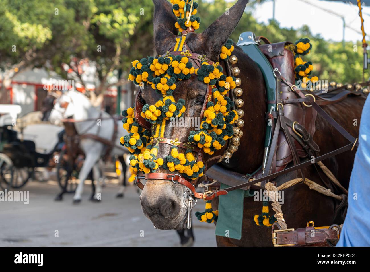 Celebrating Spanish culture, traditional horses dance in Malaga's iconic summer fair, showcasing equestrian excellence in the heart of Andalusia. Stock Photo