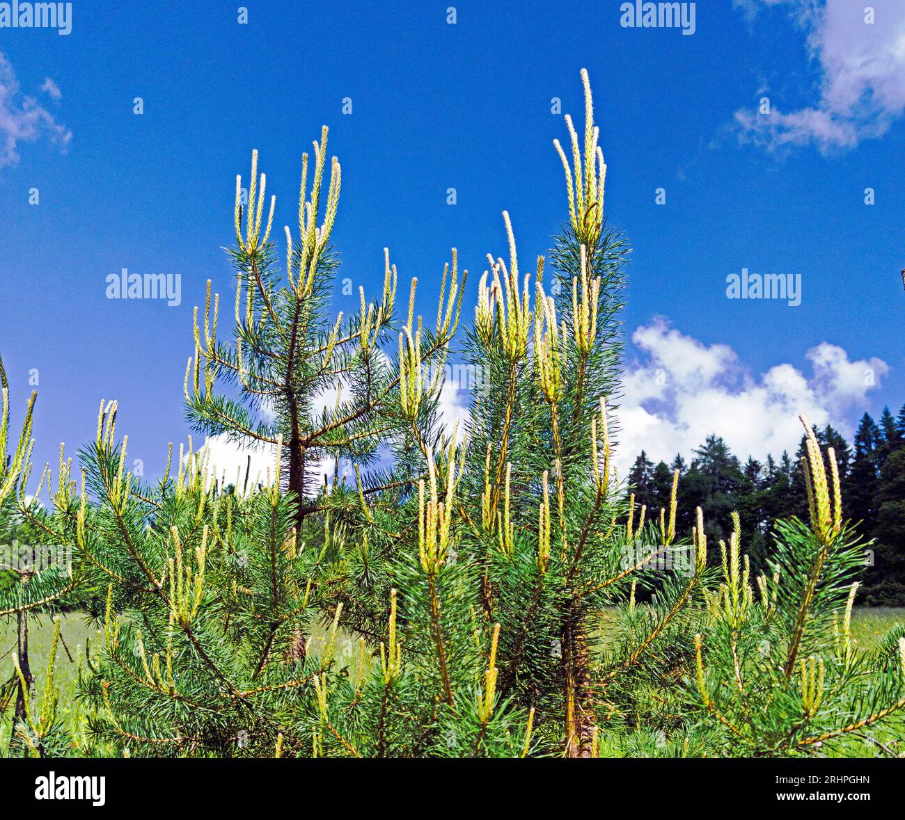 strong pine shoots Stock Photo