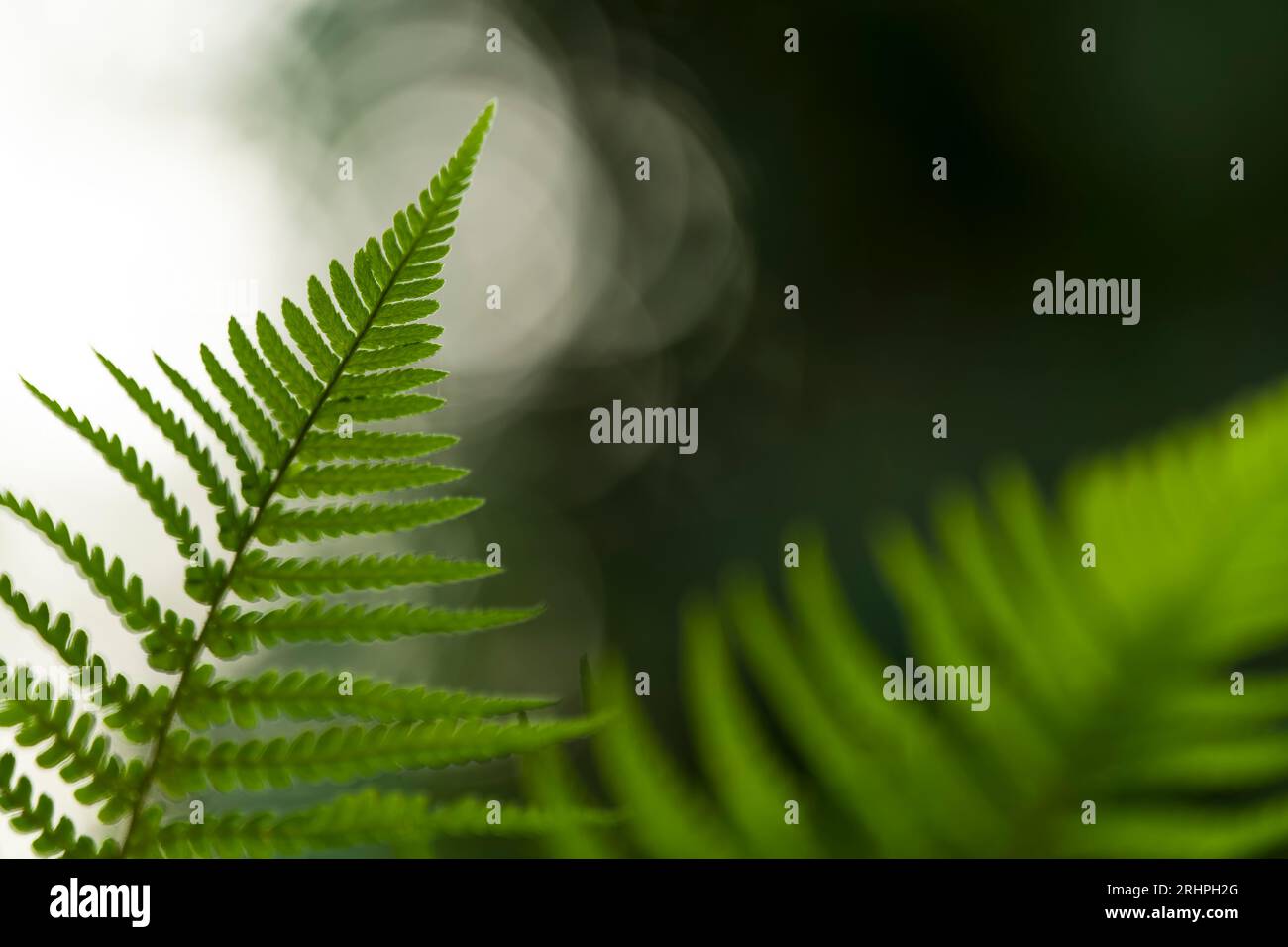 Feathered ferns hi-res stock photography and images - Alamy
