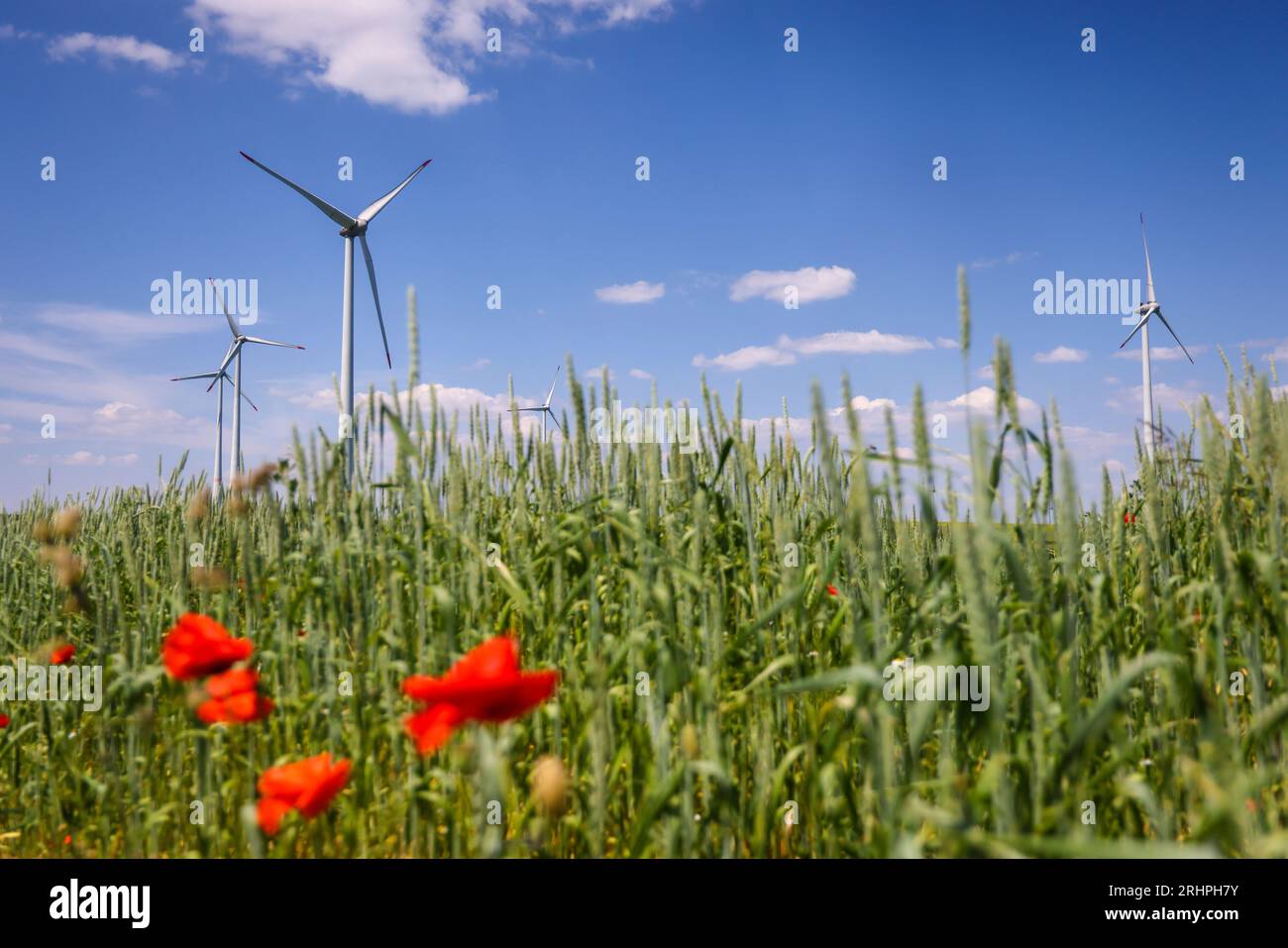 Lichtenau, North Rhine-Westphalia, Germany - Wind farm in agricultural landscape, in front flowering strips on wheat field, poppies. Stock Photo