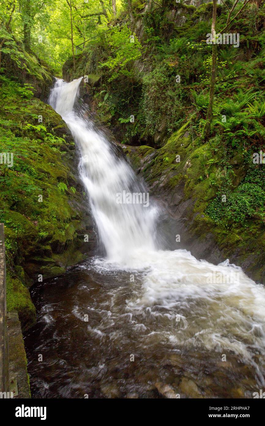 White water from the Nant Dôl-goch stream roars down one of the lower waterfalls at Dolgoch Falls, nr Tywyn, Gwynedd, Wales, UK Stock Photo