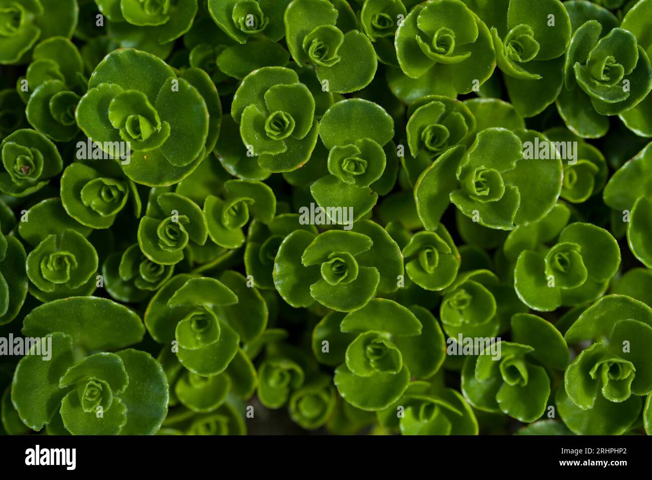 green rosette-like leaves of carpet fatleaf (Sedum spurium), top view, Germany Stock Photo